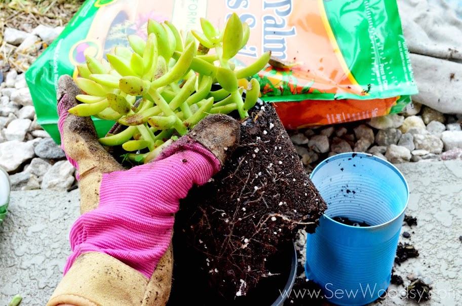 Aluminum Can Succulent Garden via gruro.com #LifeForLess #pmedia