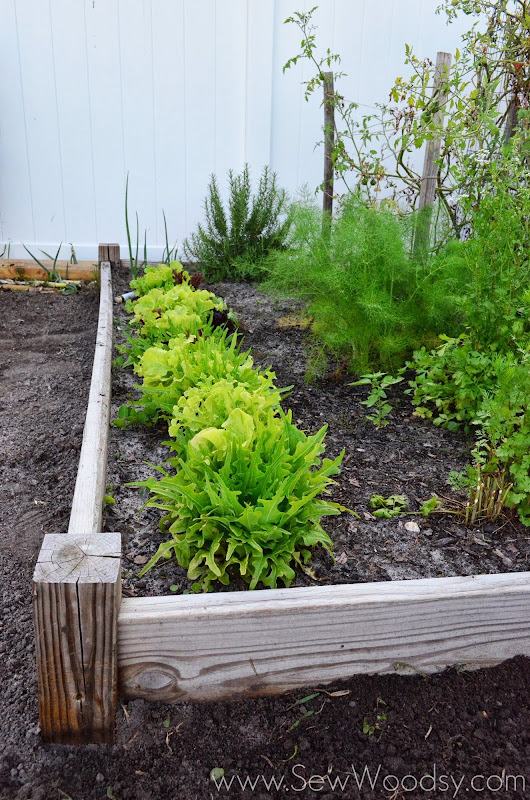 Garden bed full of lettuce and other vegetables.