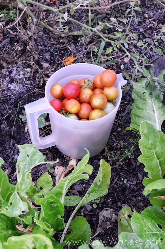 Clear pitcher full of cherry tomatoes.