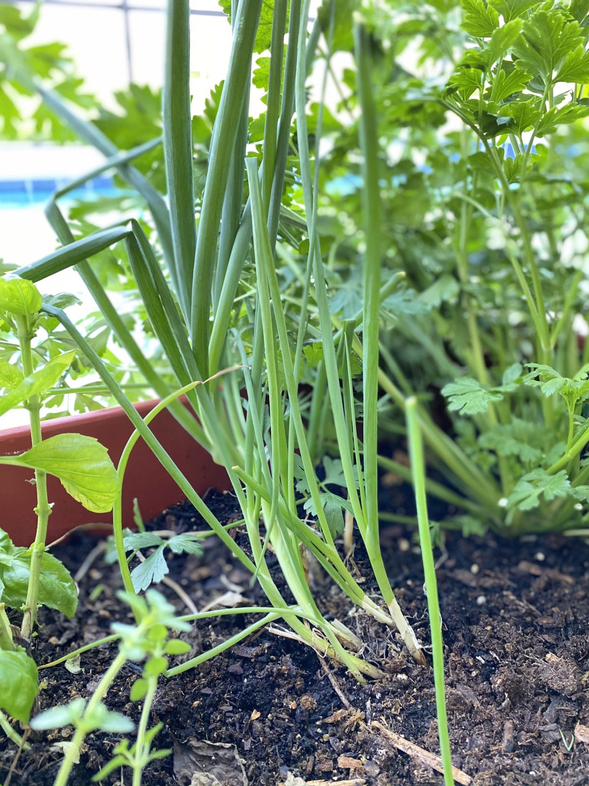 Close up of green onions planted in a garden.