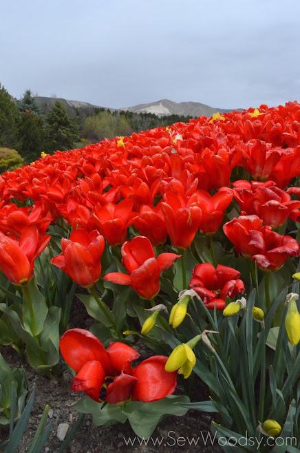 Tulip Festival, Lehi Utah - Thanksgiving Point Gardens via gruro.com