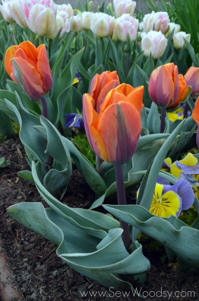 Tulip Festival, Lehi Utah - Thanksgiving Point Gardens via gruro.com