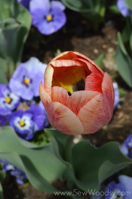 Tulip Festival, Lehi Utah - Thanksgiving Point Gardens via gruro.com