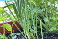 Grow Endless Green Onions at Home