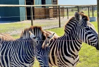 Wild Florida Drive-Thru Safari Journey