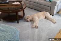 Streamlined Living with Pet Proof Carpet