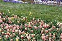 Lehi Utah Spring Tulip Celebration
