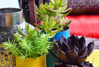 40 Creative Succulent Projects