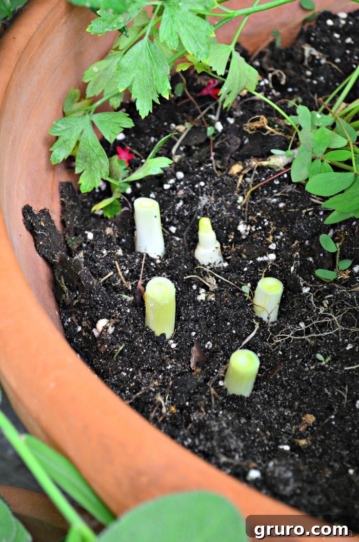 How to Grow Green Onions