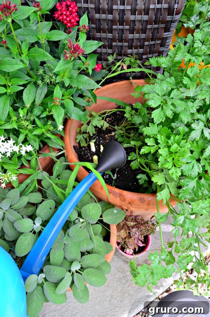 How to Grow Green Onions