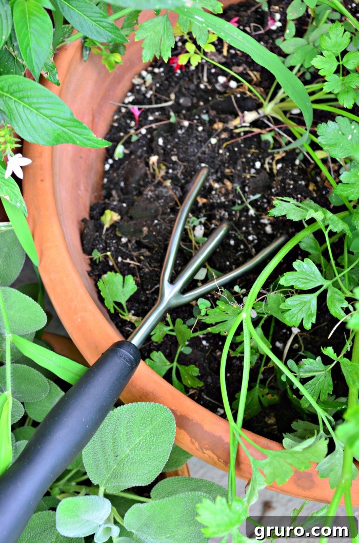 How to Grow Green Onions
