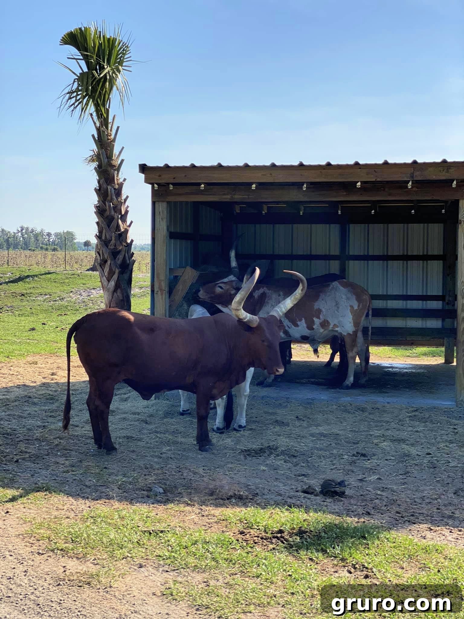 Longhorn and Cracker Cattle sharing space at Wild Florida Drive-Thru Safari Park