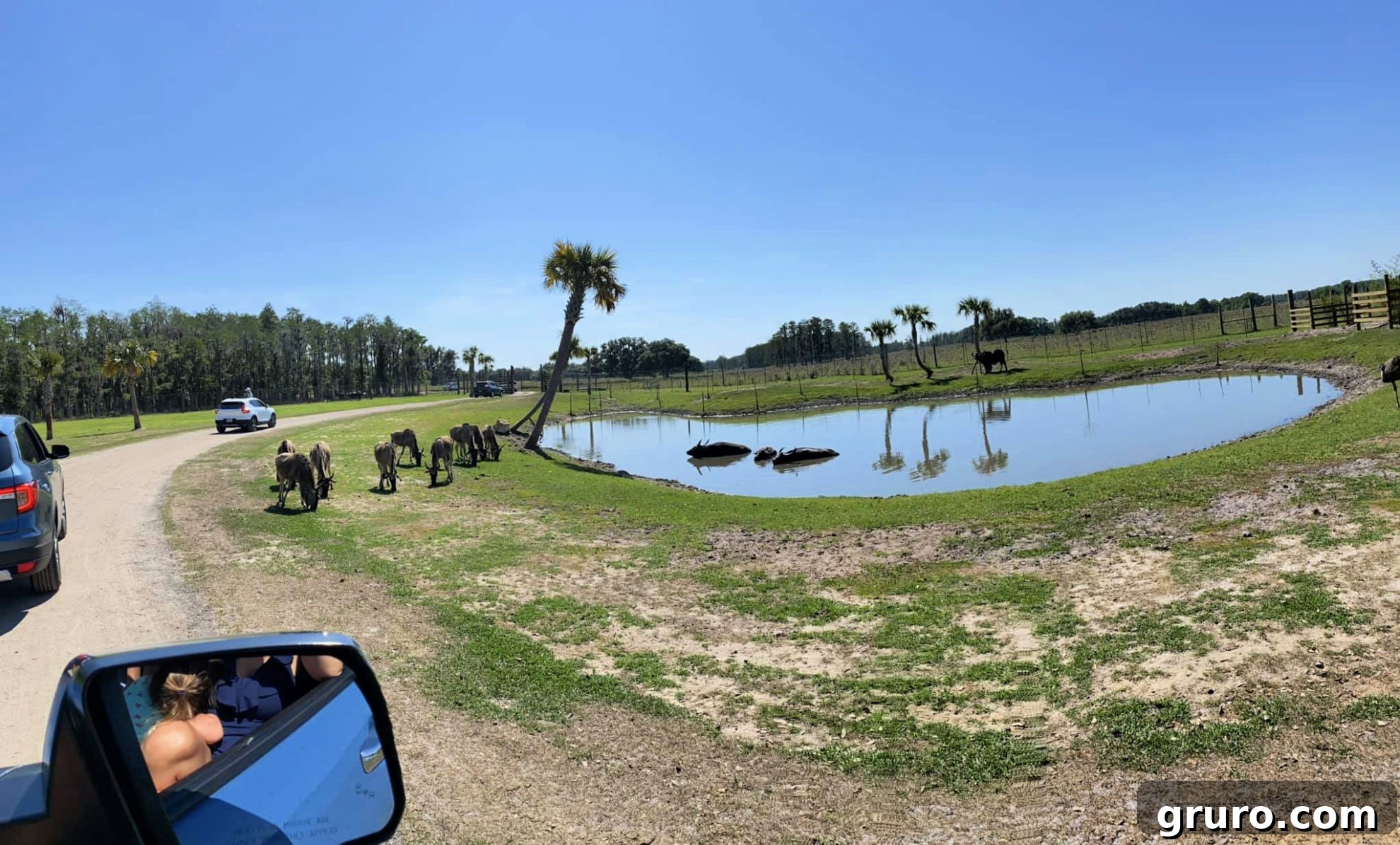 Water Buffalo enjoying the water at Wild Florida Drive-Thru Safari Park