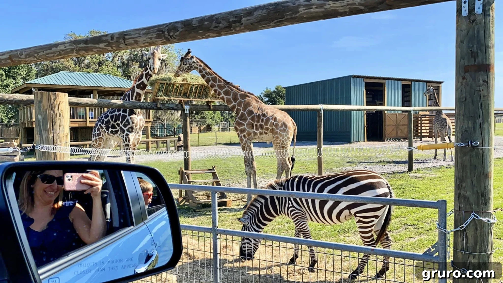 Zebras and Giraffes coexisting at Wild Florida Drive-Thru Safari Park