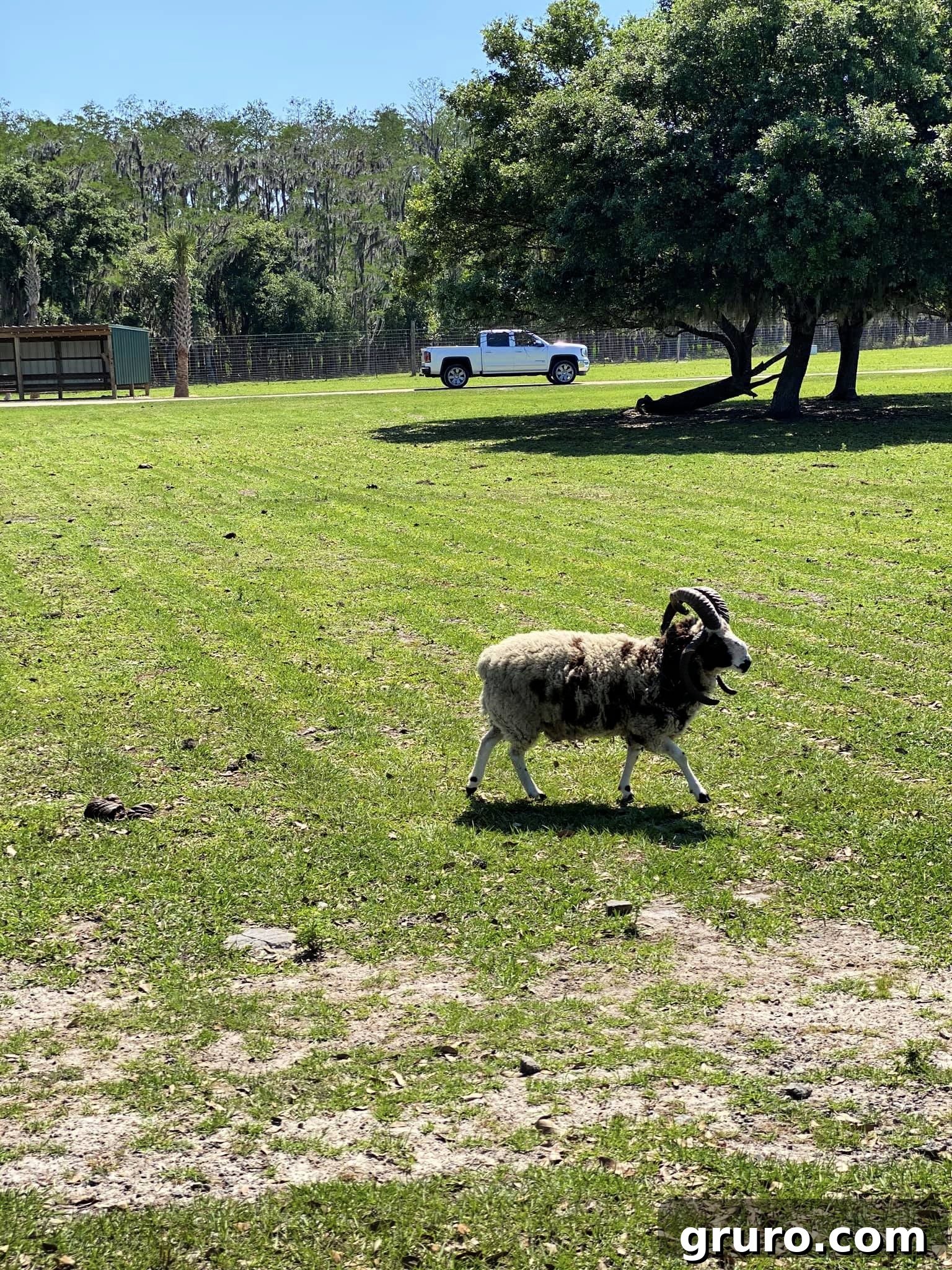 Mouflon Sheep roaming free at Wild Florida Drive-Thru Safari Park