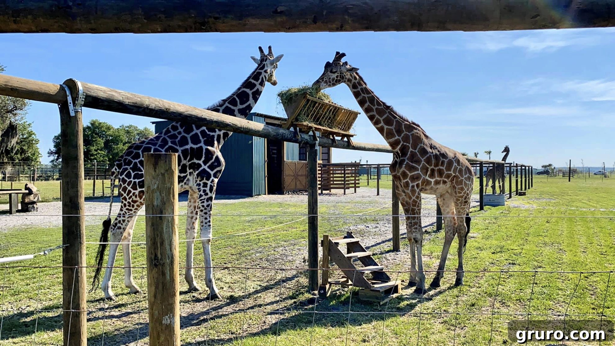 Reticulated Giraffe eating peacefully at Wild Florida Drive-Thru Safari Park