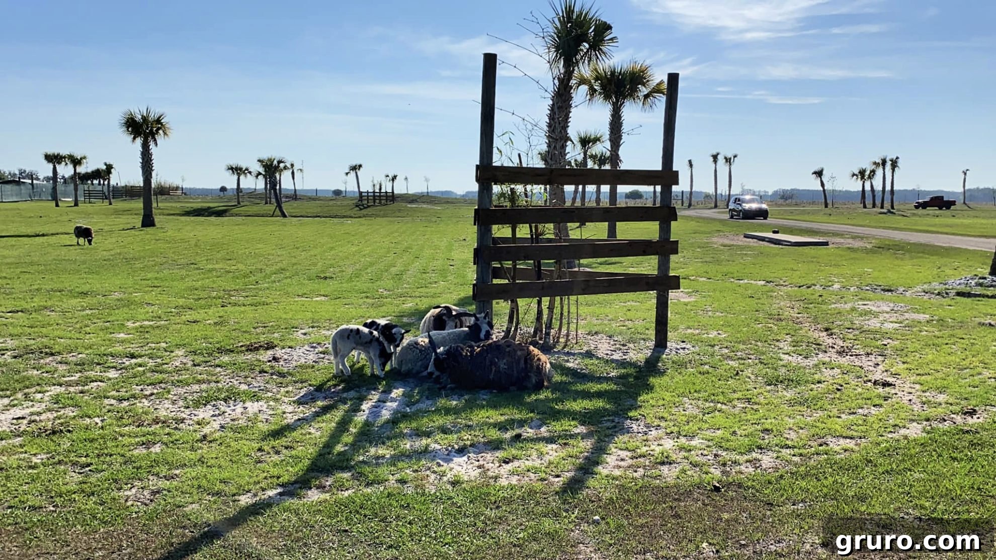 Goats and other farm animals freely interacting at Wild Florida Drive-Thru Safari Park
