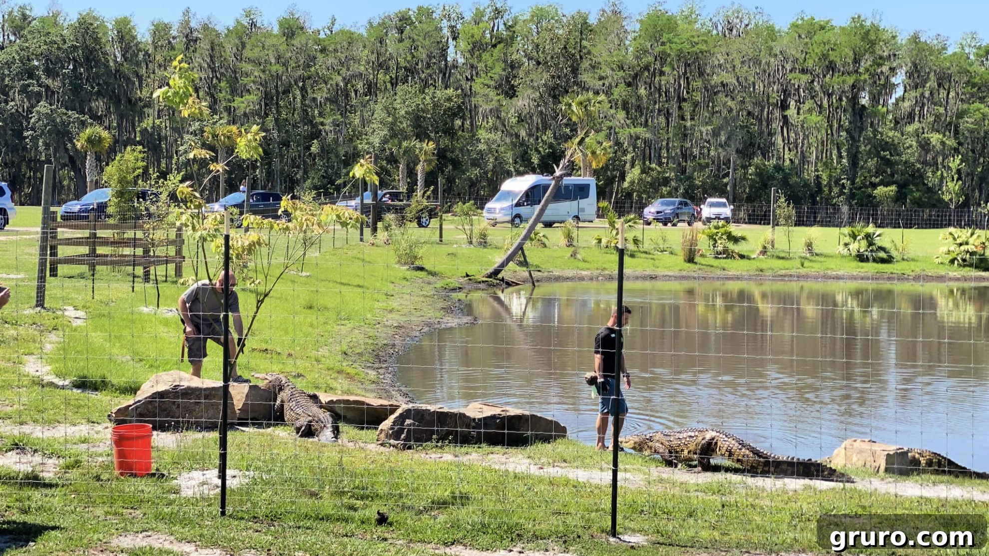 Feeding crocodiles at Wild Florida Drive-Thru Safari Park