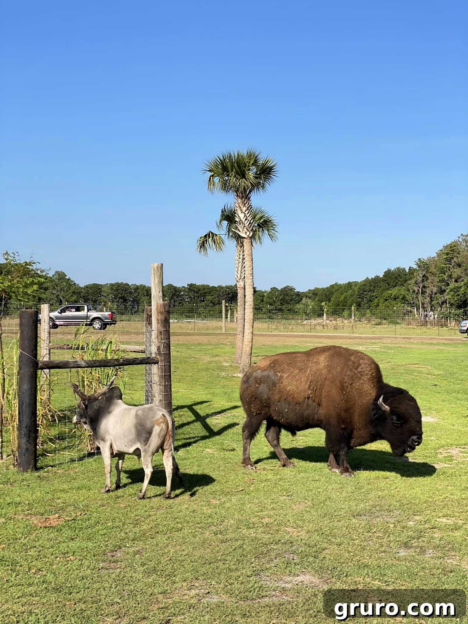 Bison standing proud at Wild Florida Drive-Thru Safari Park