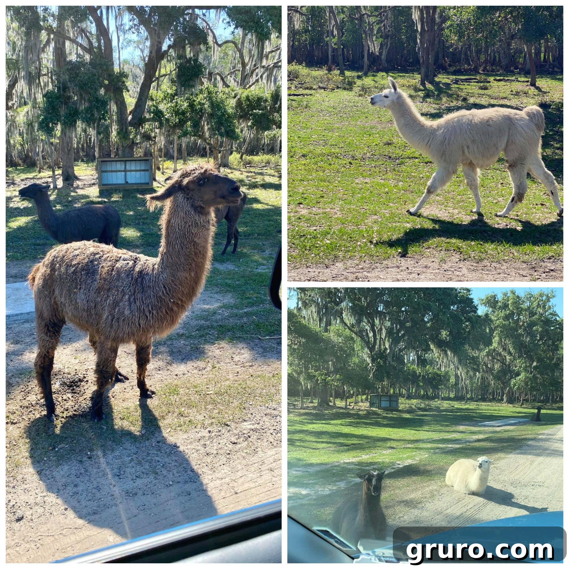 Llamas roam freely at Wild Florida Drive-Thru Safari Park