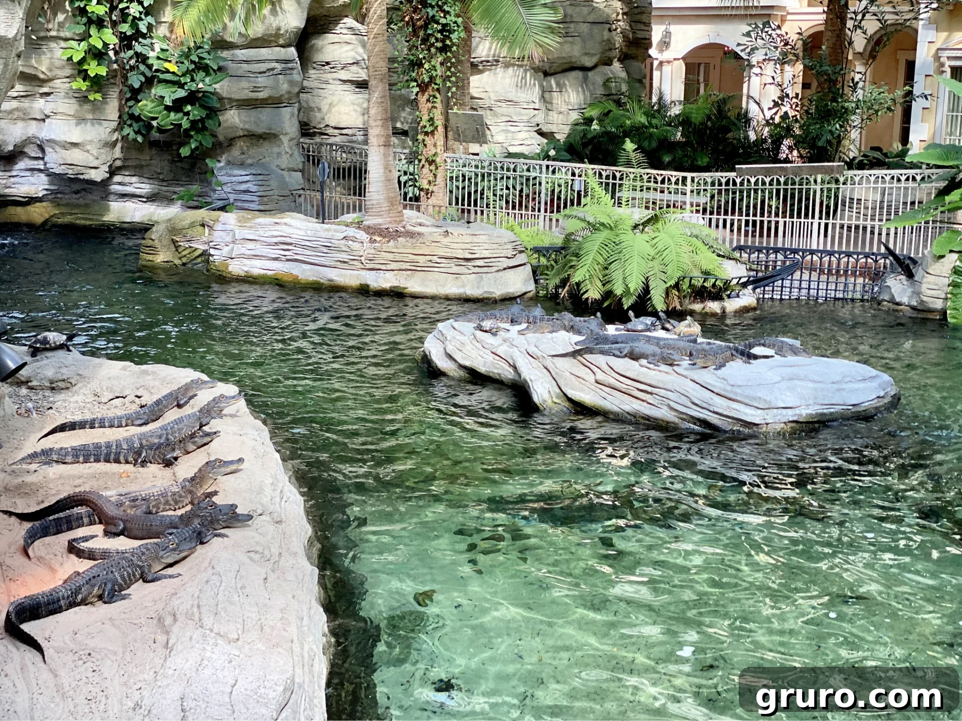 Alligators laying on rocks with turtles swimming in the water inside a hotel.