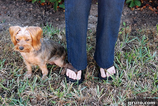 Dog Lola posing with hemmed jeans