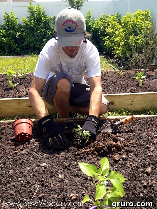 A newly planted raised garden bed, showing an array of small vegetable plants neatly arranged in fresh soil.