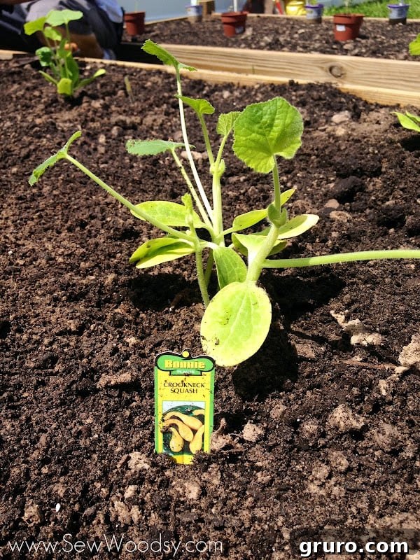 A raised garden bed full of freshly planted young vegetable plants, showcasing the variety and orderly arrangement.