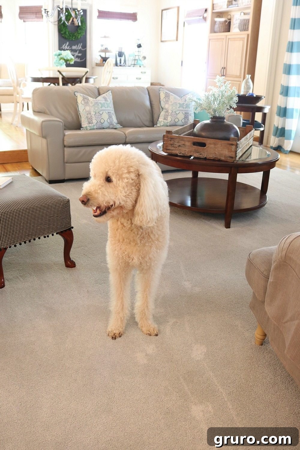 Murphy the dog relaxing on soft, comfortable PetProof carpet from Home Depot