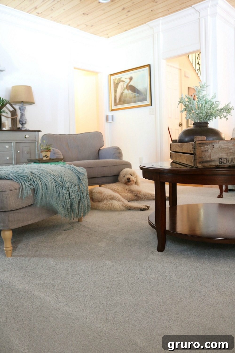 Comfortable and durable PetProof carpet for the pets in our life, exclusively at Home Depot