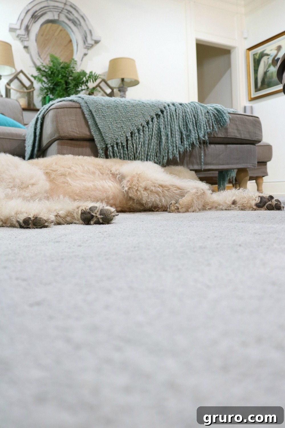 Murphy has met her match with the durable and pet-friendly PetProof carpet from Home Depot