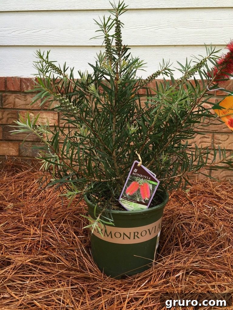 5 Secrets to a Thriving Spring Garden 8 Add color with perenial