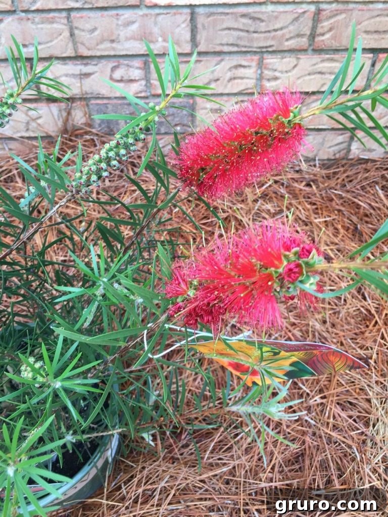 5 Secrets to a Thriving Spring Garden 9 Attract humming birds and add color to your garden