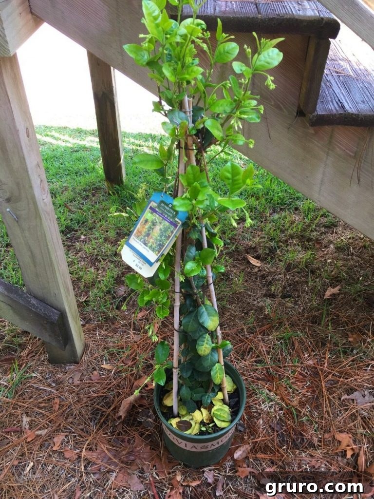 5 Secrets to a Thriving Spring Garden 10 Add color and fragrance with this beautiful jasmine vine