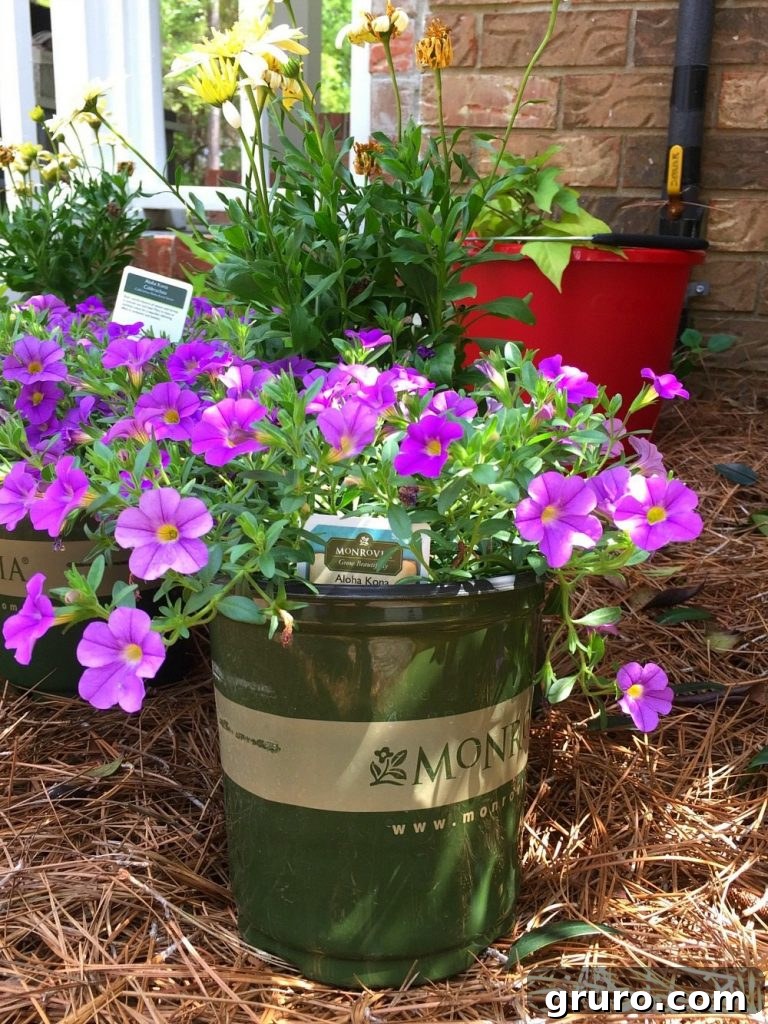 5 Secrets to a Thriving Spring Garden 7 Pretty in purple add Monrovia for healthy color