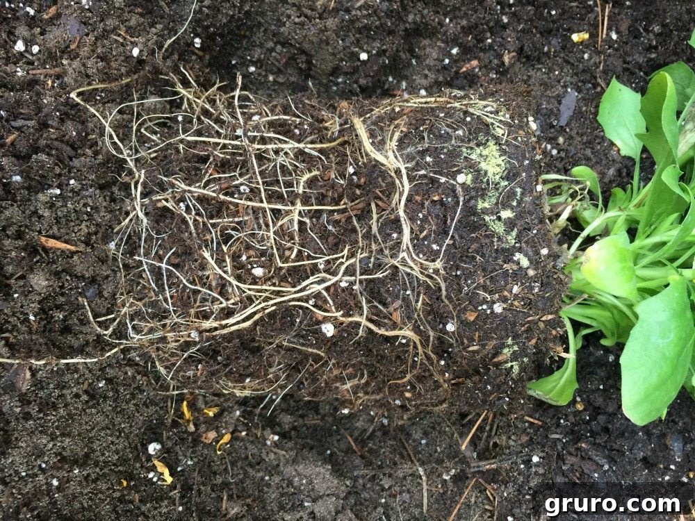 5 Secrets to a Thriving Spring Garden 5 Separate roots before placing plants in the ground