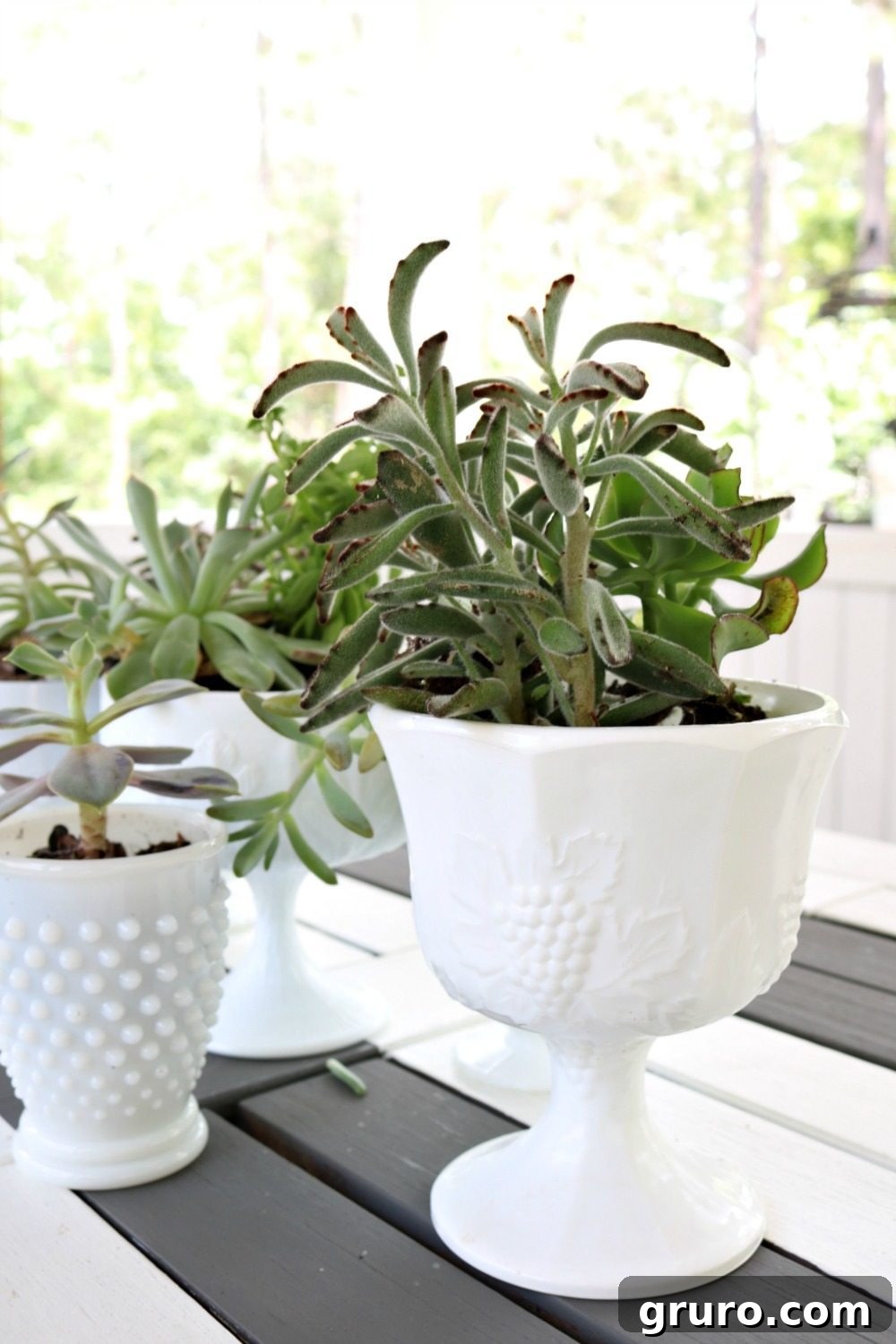A stunning arrangement of various succulents in multiple vintage milk glass containers creating a large centerpiece