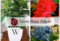 Three Garden Stalwarts: Fiddle Leaf Fig, Knock Out Rose, Hydrangea