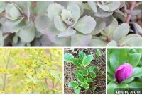 Monrovia Perennial Garden Inspiration