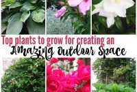 Your Outdoor Oasis: Must-Have Plants for a Beautiful Garden