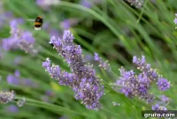 DIY Lavender Heat Packs for Cozy Relaxation