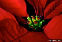 Festive Poinsettia Front Door
