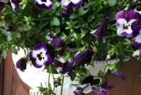 Welcoming Blooms