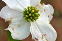 The Dogwood’s Ancient Tale