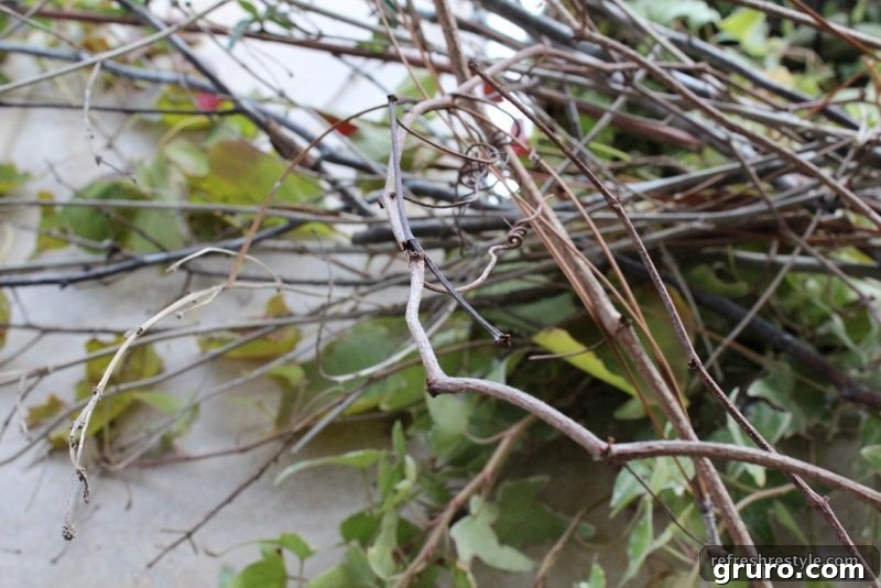 Collection of fresh vines and twigs, cleaned and ready for wreath making.