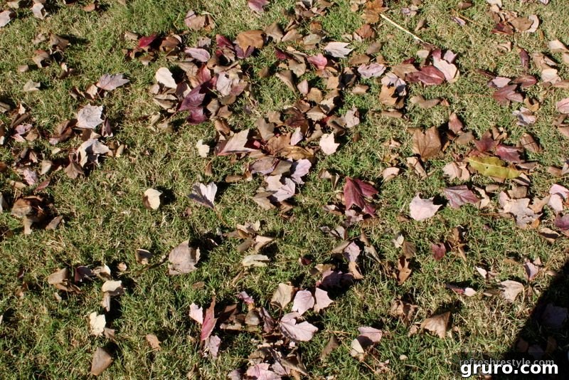Assortment of dried leaves, flattened and preserved for crafting.