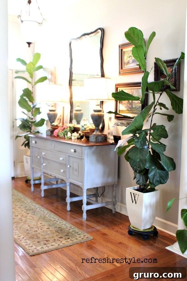 A potted Fiddle Leaf Fig tree in a bright room, showcasing its vibrant green leaves and elegant structure, ideal for modern interior design.