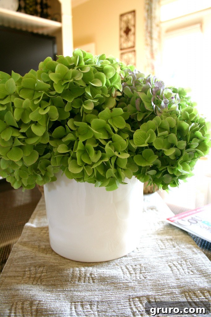 Beautiful hydrangeas growing in a garden, ready to be cut and used for fresh floral arrangements.