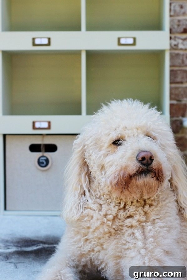 Rustic Charm Storage Cubes 13 Murphy the dog enjoying the refreshed Lowes 6 cube laminate organizer, transformed by refreshrestyle.com