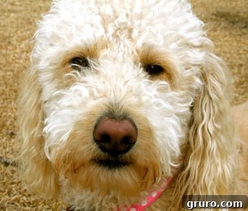 Murphy the dog, ready to blog